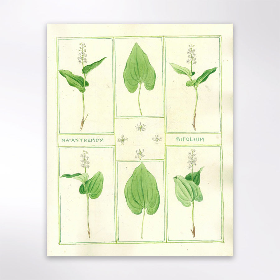 Maianthemum bifolium (May Lily or False Lily of the Valley)