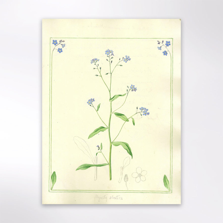 Myosotis silvatica (Forget-Me-Not)