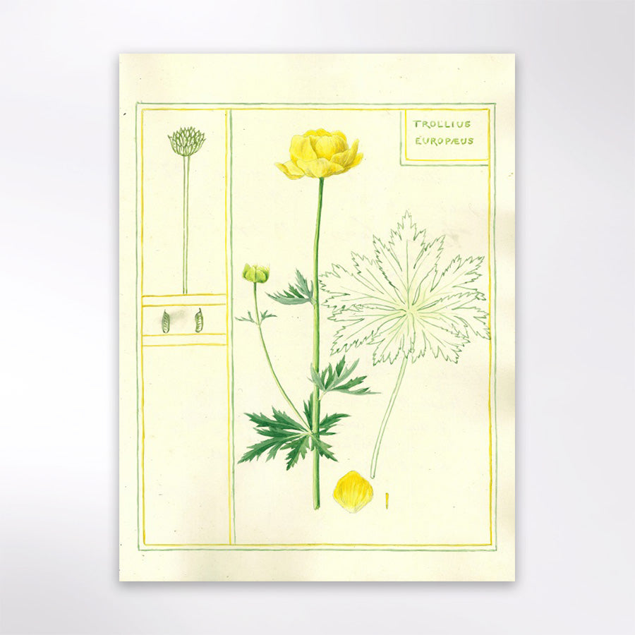 Trollius europeaus (Common Globeflower)